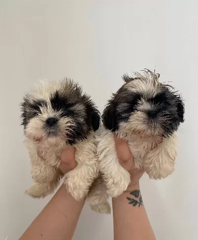 Shih Tzu Bebeklerimiz