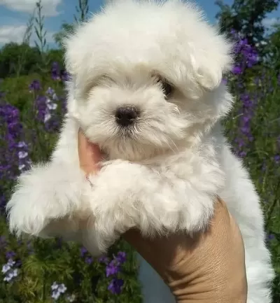 Tea Cup Maltese Terrier Yavrularımız