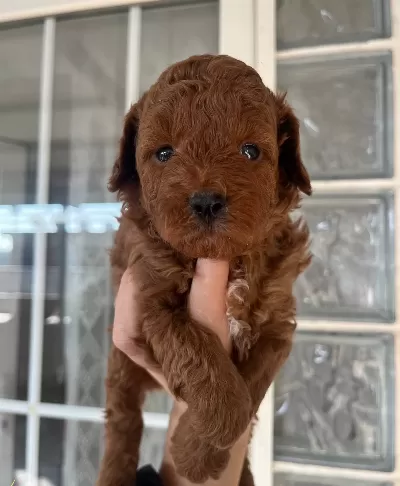 Ust Kalite Red Toy Poodle Yavrular