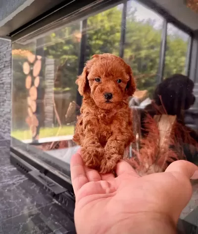 Tea Cup Poodle Yavrularımız