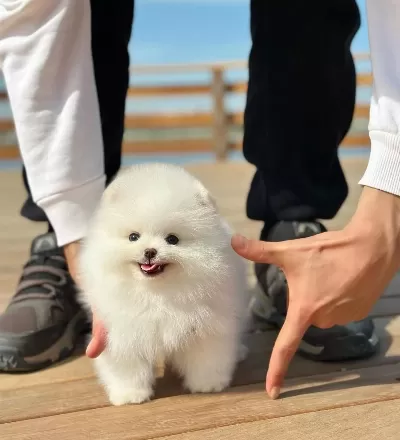 Harika tüy Yapisina Sahip Pomeranian