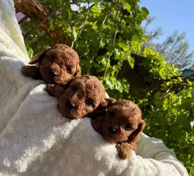 Cicek Gibi Toy Red Poodle Bebeklerimiz