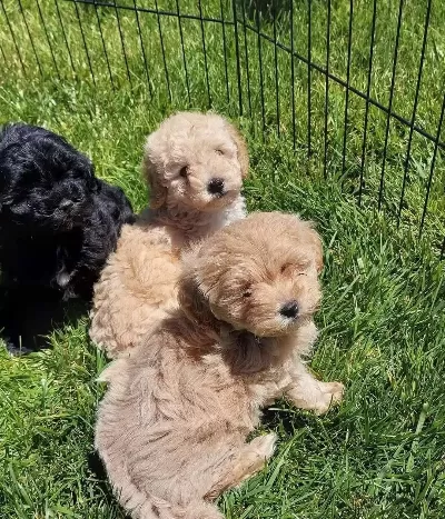 Bebek yüzlü Maltipoo Yavruları