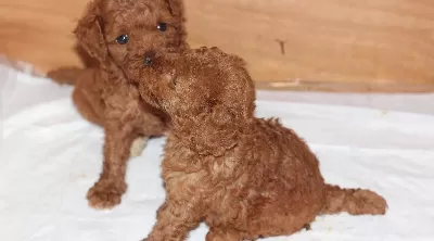 Ev Ortamından Orjinal Toy Poodle Yavrularımız