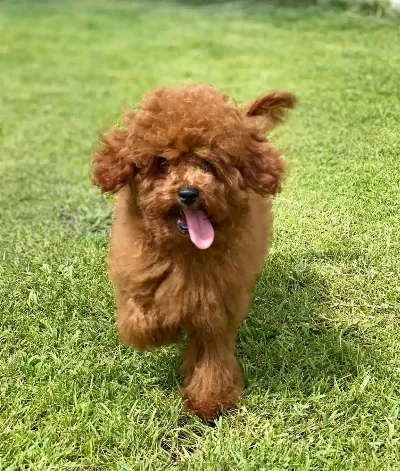 Turkiyenin En Ozel Toy Poodle Cifligine Bekliyoruz