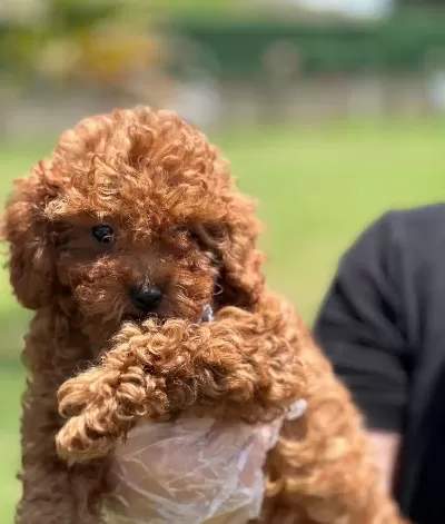 Tea Cup Red Brown Toy Poodle Yavruları