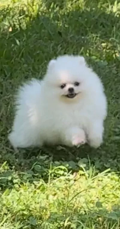 Karbeyaz Boo Yavrumuz