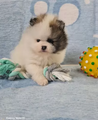 Pomerian Boo Bebekler Sun Kennels Uretim Ciftligi