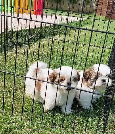 En Sevimli Shih Tzu Yavruları Istanbul