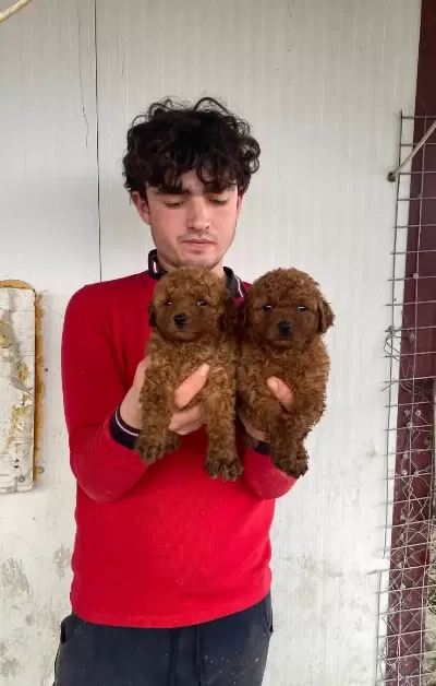 Ust Kalite Orjinal Toy Poodle Yavrular