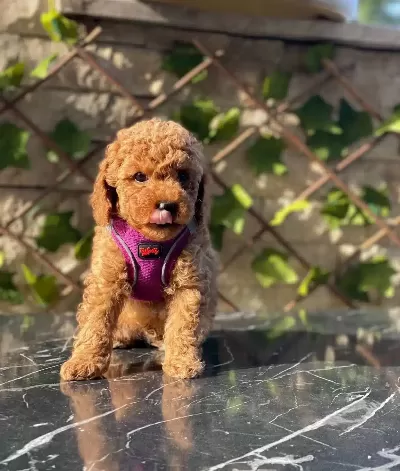 Turunun Nadirlerinden Toy Poodle Bebeklerim