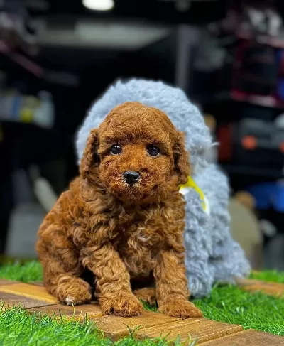 Safkan Toy Poodle Yavrular