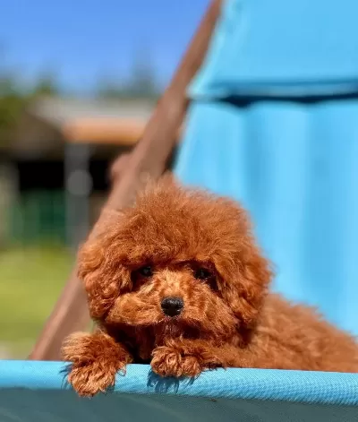 Orjinal Teacup Red Brown Poodle Yavruları
