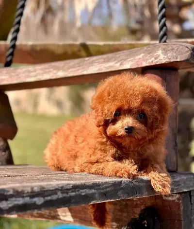Red Brown Toy Poodle Yavruları
