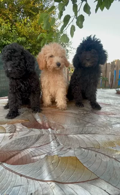 Ev Ici Bakılabilecek Tek Irktır Poodle Diyer Adıyla Kanis