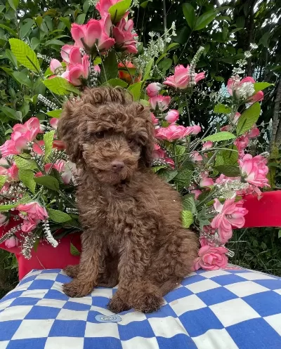 Ev Ici Bakımına En Uygun Irktır Poodle Irkı