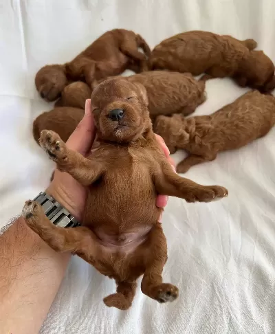 Premium Safkan Toy Poodle