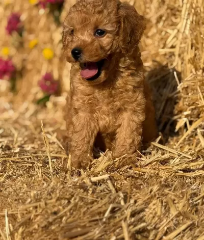 Orjinal Toy Poodle Bebekler Sun Kennels