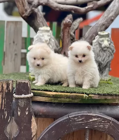 Pomerian Boo Yavrularımız