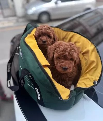 Toy Poodle Kızıll Yavrular