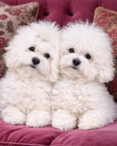 Kar Beyaz Maltese Terrier Yavruları Zekası Ve Hipoalerjenik