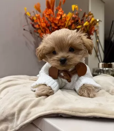 Ev Ortamında Sosyallesmis Oyuncu Maltipoo Cinsi Yavrular