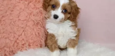Kahve Beyaz Maltipoo Yavruları Egitilebilir Dostlar