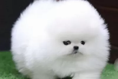Safkan Gerçek Pomeranian Boo
