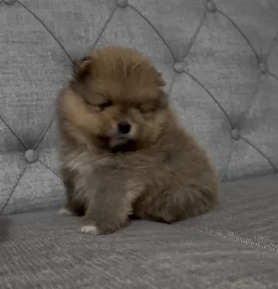 Mini Boy Ayı Surat Pomeranian Boo