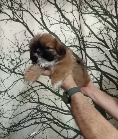 Maskeli Anne Altından Mini