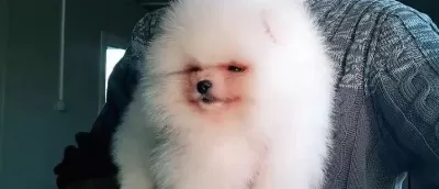 Orjinal Oyuncak Ayı Surat Pomeranian Boo