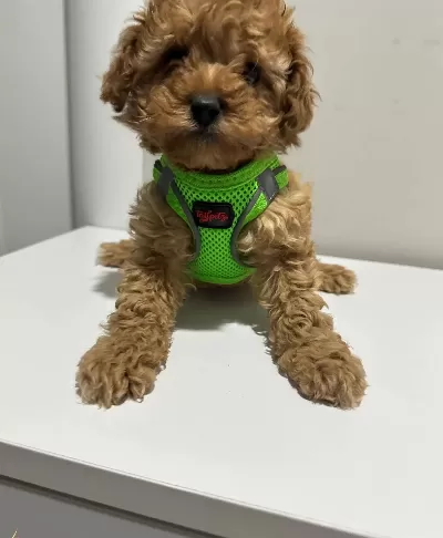 Antialerjik Mini Boy Orjinal Kore Poodle Egitimi Hazır