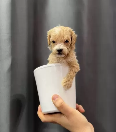 Avuc Icine Sıgan Safkan Maltipoo