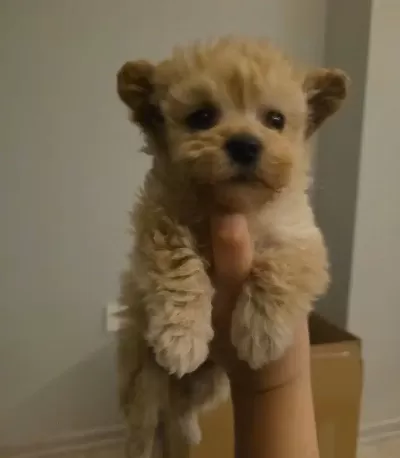 Istanbulda 11 Haftalık Maltipoo Yavrusu