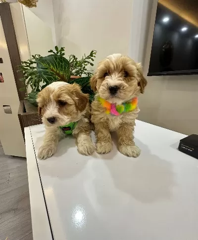 Harika Mini Maltipo Yavrularımız