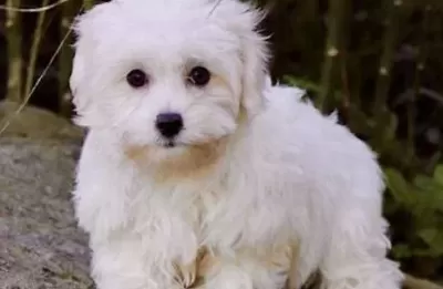 Kar Beyaz Maltese Terrier Yavruları