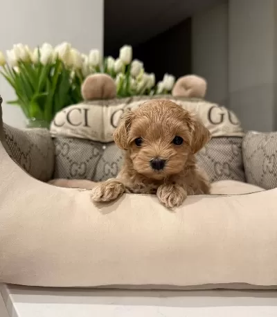 Ev Ortamında Yetisen Safkan Maltipoo Cinsi Yavrular