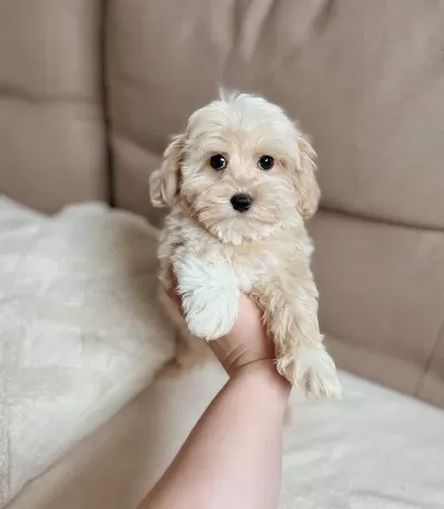Maltese Terrier Ev Uretimi Akıllı Ve tüy Dokmeyen Yavrular