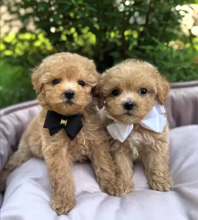 Sosyal Ortamın Yıldızı Teacup Maltipoo kardeşler