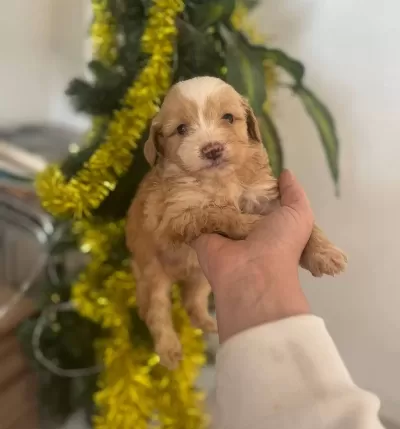 Maltipoo Cinsi Yavrular Ev Uretimi Yavrular