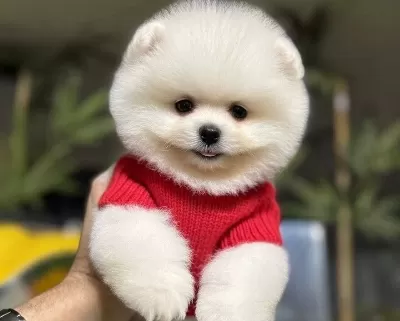 Pomeranian Uretim Ciftliginden