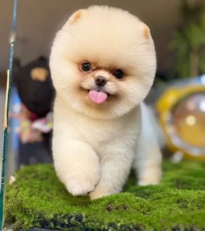 Kar Beyazı Ayı Surat Pomeranian Boo