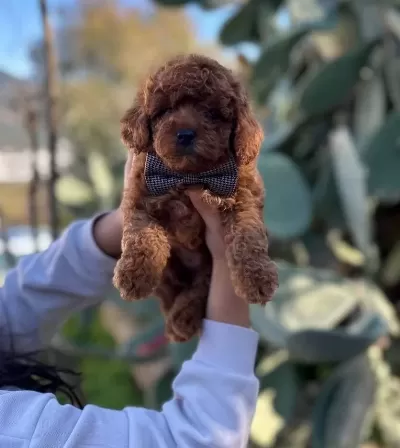 Kıvırcık Kızıl Poodle Toy Yavru Akıllı Ve tüy Dokmez