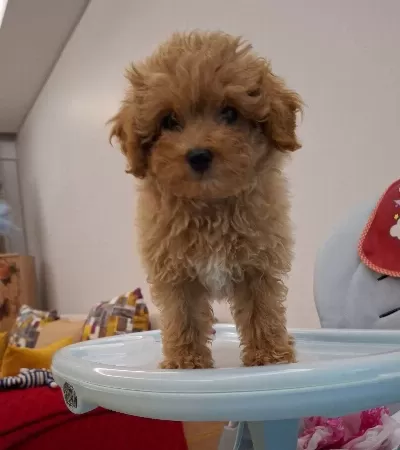 Oyuncu Maltipoo Bebek yüzlü Karakterli Arkadas