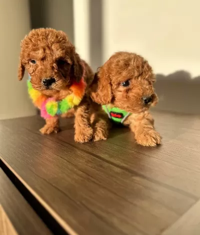 Ortamın Yıldızı Kızıl Kore Toy Poodle Yavruları