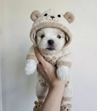 tüy Dokmeyen Hipoalerjenik Maltese Terrier Yavruları