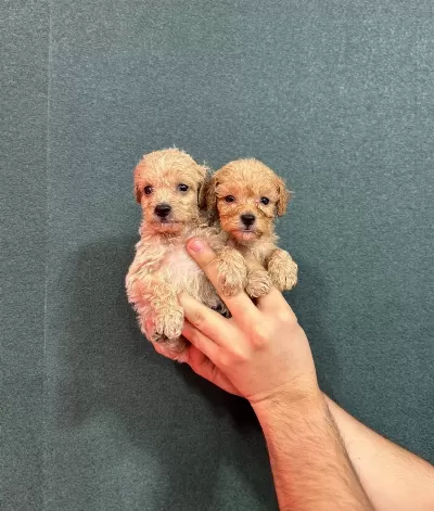 Avuc Icine Sıgan Safkan Teacup Maltipoo Yavruları