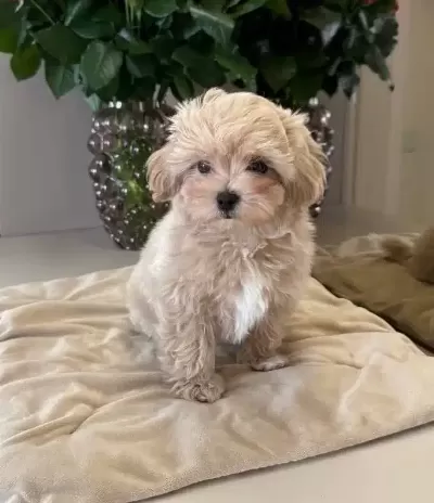 Maltipoo Cinsi Yavrular Ev Uretimi