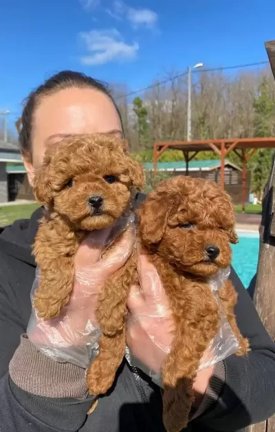 Zekası Ve Hipoalerjenik Yapısıyla Red Brown Toy Poodle