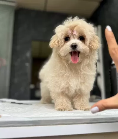 Eğitimli Maltipoo Yavruları Istanbul Cekmekoy